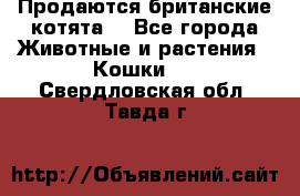 Продаются британские котята  - Все города Животные и растения » Кошки   . Свердловская обл.,Тавда г.